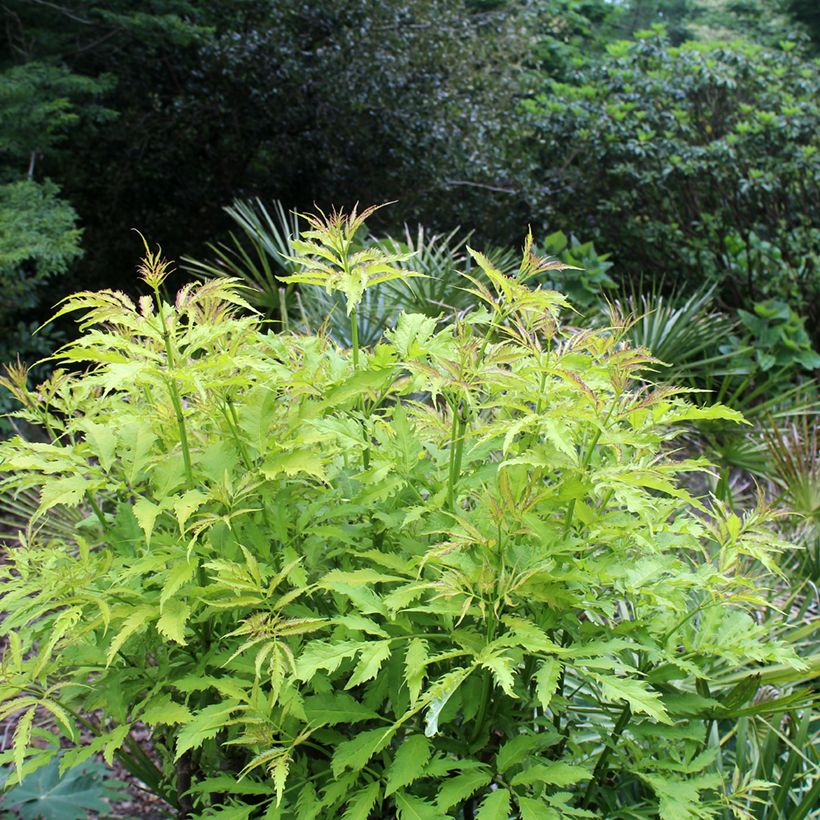 Sambucus racemosa Sutherland Gold - Trosvlier (Groeiplaats)