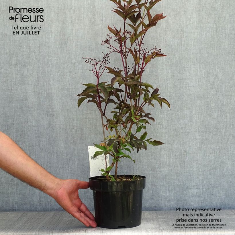 Exemplaar van Sambucus nigra Black Beauty - Gewone vlier Pot van 2 l/3 l zoals geleverd in de zomer