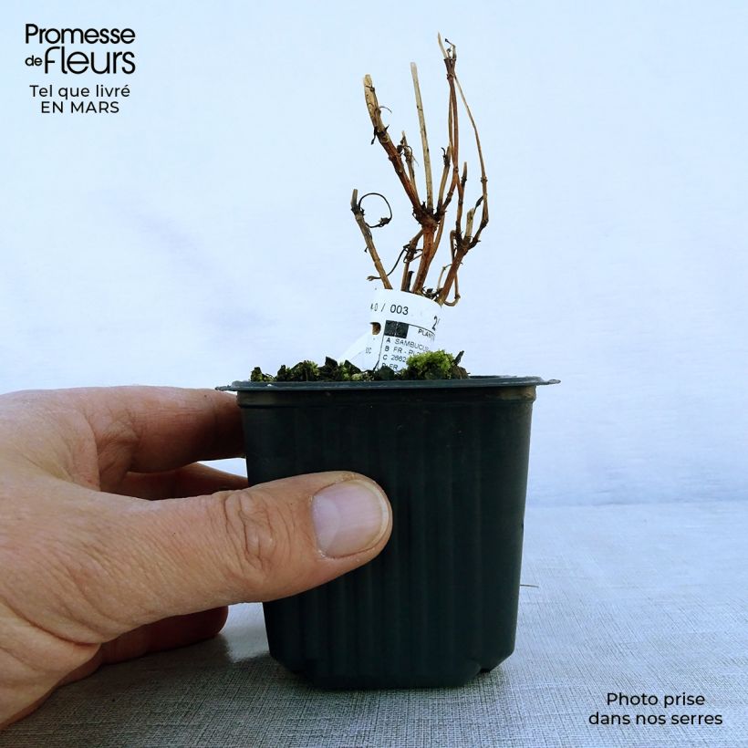 Exemplaar van Sambucus nigra Black Lace - Gewone vlier Kweekpotje van 8/9 cm zoals geleverd in de lente