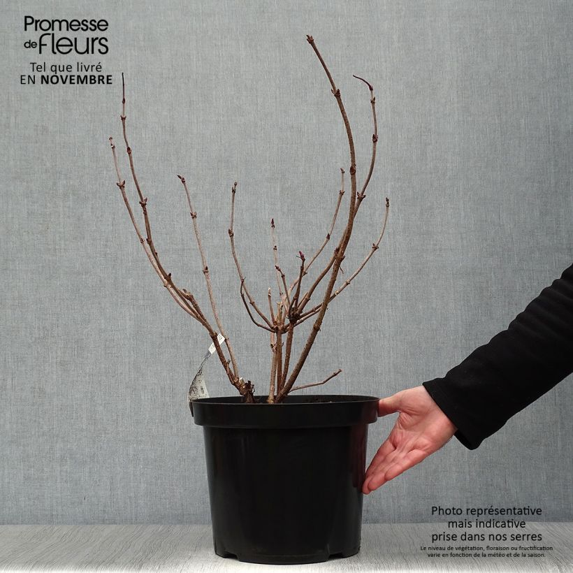 Exemplaar van Sambucus nigra Black Lace - Gewone vlier Pot van 6 l/7 l zoals geleverd in de herfst