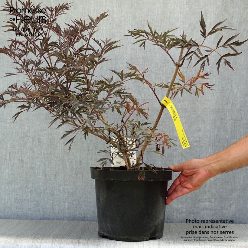 Exemplaar van Sambucus nigra Black Lace - Gewone vlier Pot van 6 l/7 l zoals geleverd in de zomer