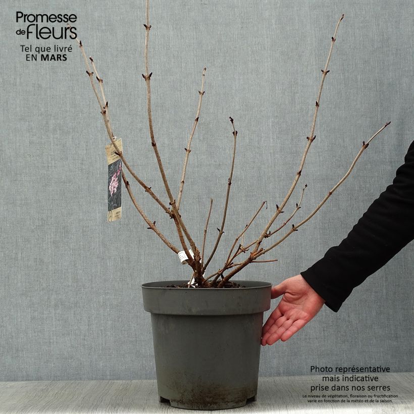Exemplaar van Sambucus nigra Black Lace - Gewone vlier Pot van 12 l/15 l zoals geleverd in de winter