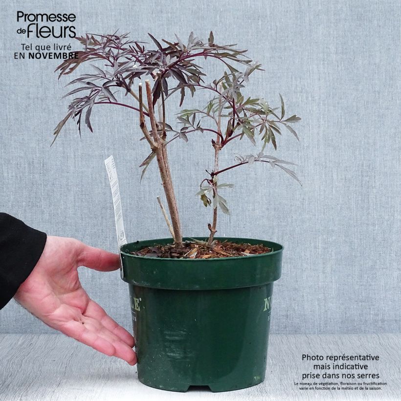 Exemplaar van Sambucus nigra Black Lace - Gewone vlier Pot van 2 l/3 l zoals geleverd in de herfst