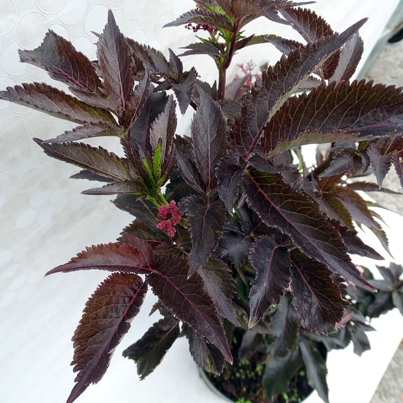 Sambucus nigra Black Tower - Gewone vlier (Foliage)