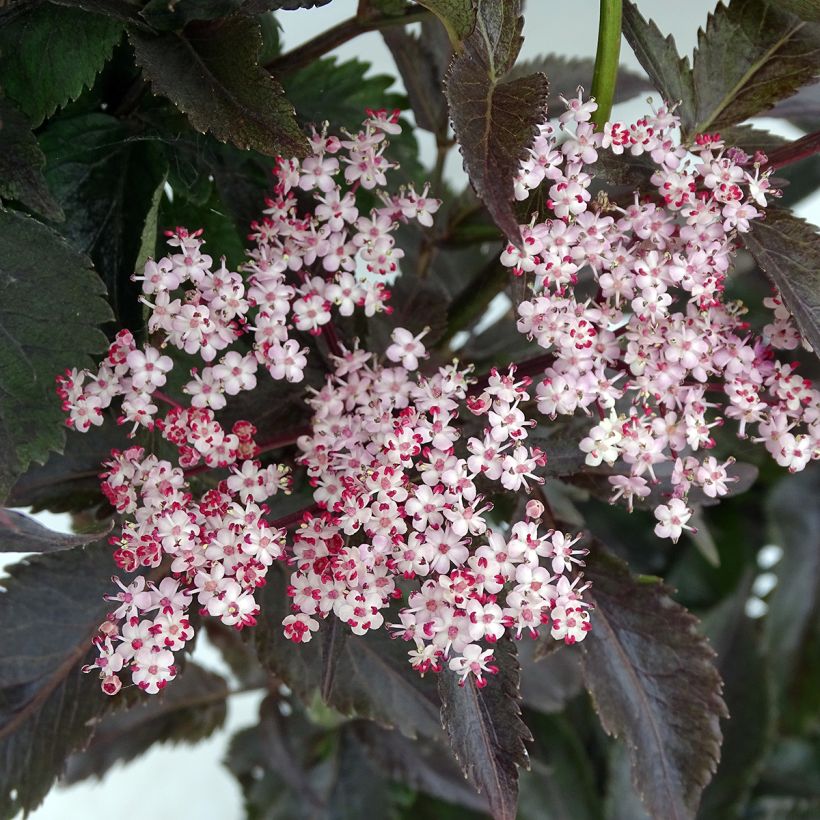 Sambucus nigra Black Tower - Gewone vlier (Flowering)