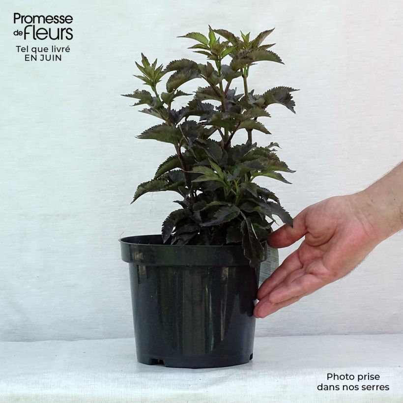 Exemplaar van Sambucus nigra Black Tower - Gewone vlier Pot van 3 l/4 l zoals geleverd in de zomer