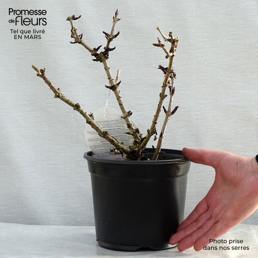 Example of Sambucus nigra Black Tower - Gewone vlier Pot van 3 l/4 l as you get in printemps