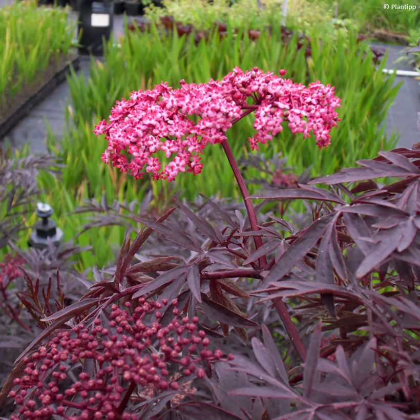 Sambucus nigra Cherry Lace - Gewone vlier (Blad)