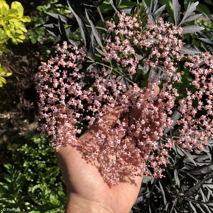Sambucus nigra Cherry Lace - Gewone vlier (Bloei)