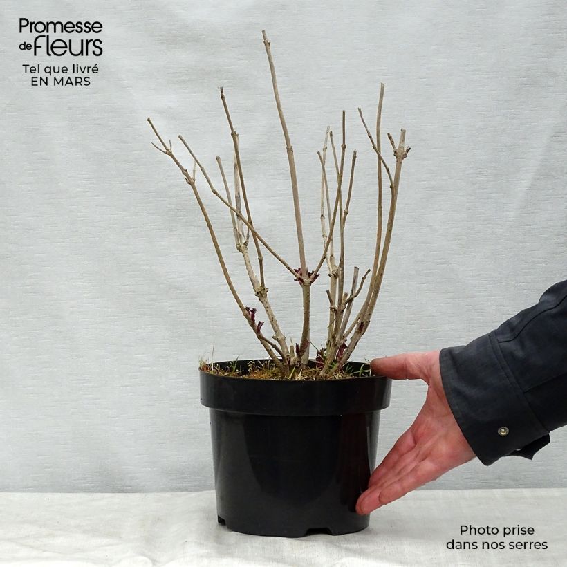 Exemplaar van Sambucus nigra Golden Tower - Gewone vlier Pot van 3 l/4 l zoals geleverd in de lente