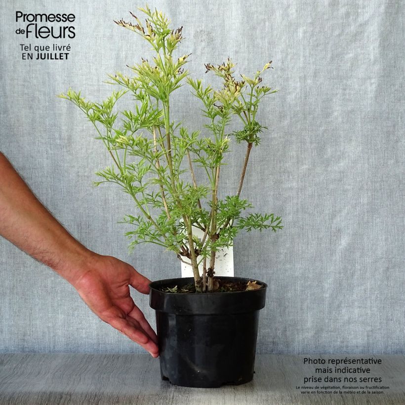 Exemplaar van Sambucus nigra Golden Tower - Gewone vlier Pot van 3 l/4 l zoals geleverd in de zomer