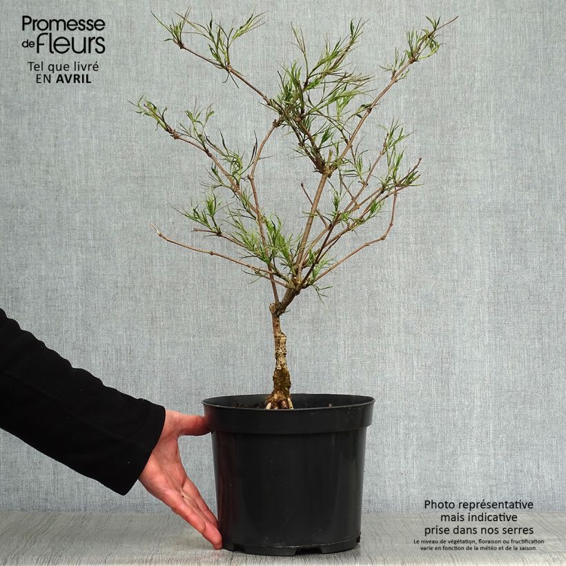 Example of Sambucus nigra Linearis - Gewone vlier Pot van 3 l/4 l as you get in printemps