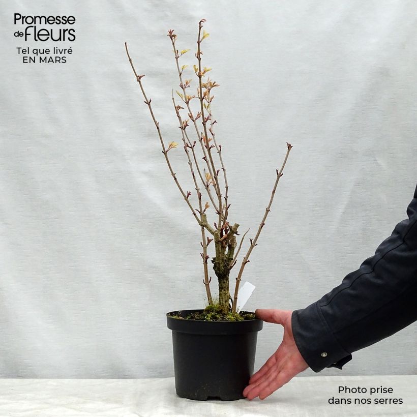 Exemplaar van Sambucus nigra Madonna - Gewone vlier Pot van 3 l/4 l zoals geleverd in de lente