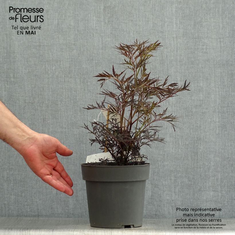 Exemplaar van Sambucus nigra Straight Laced - Gewone vlier Pot van 3 l/4 l zoals geleverd in de lente