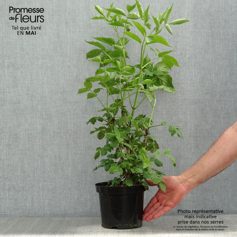 Exemplaar van Sambucus nigra - Gewone vlier Pot van 2 l/3 l zoals geleverd in de lente