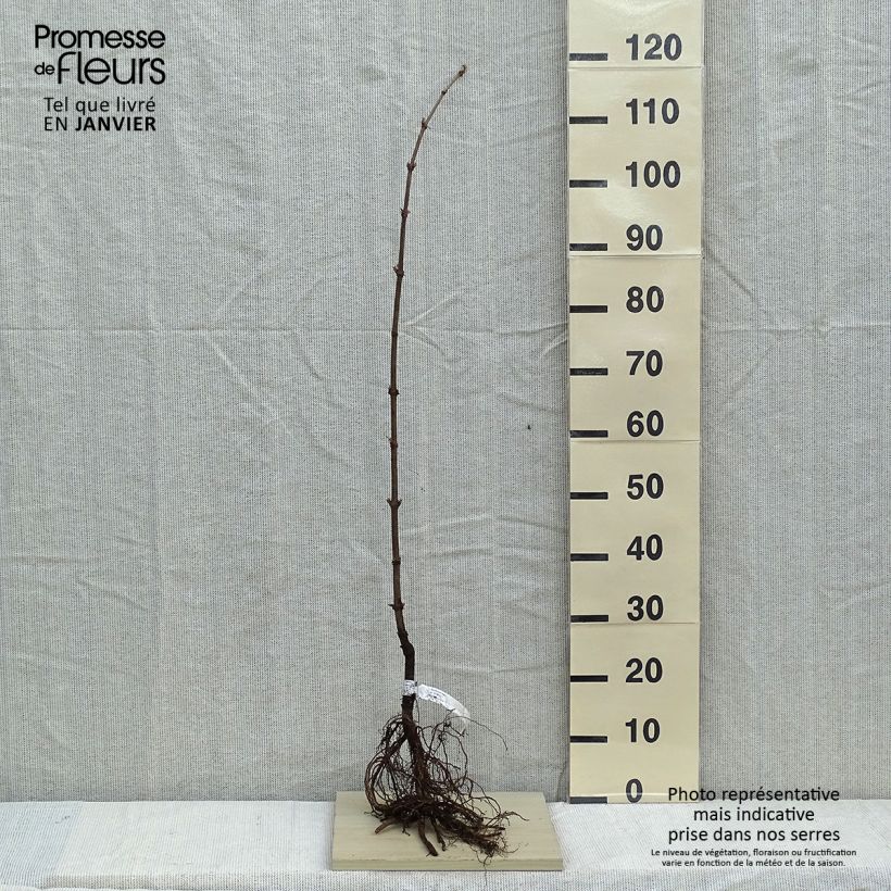 Exemplaar van Sambucus nigra - Gewone vlier Naakte wortel zoals geleverd in de winter