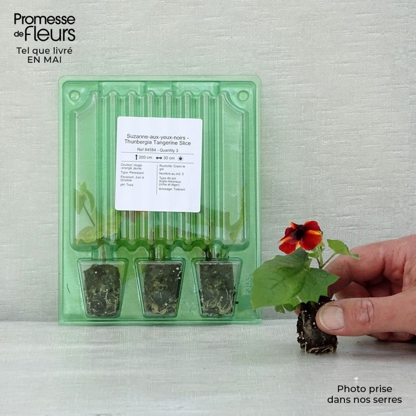 Exemplaar van Thunbergia alata Tangerine Slice - Suzanne-met-de-mooie-ogen Mini-mot Ø 1,5/2,5 cm zoals geleverd in de lente
