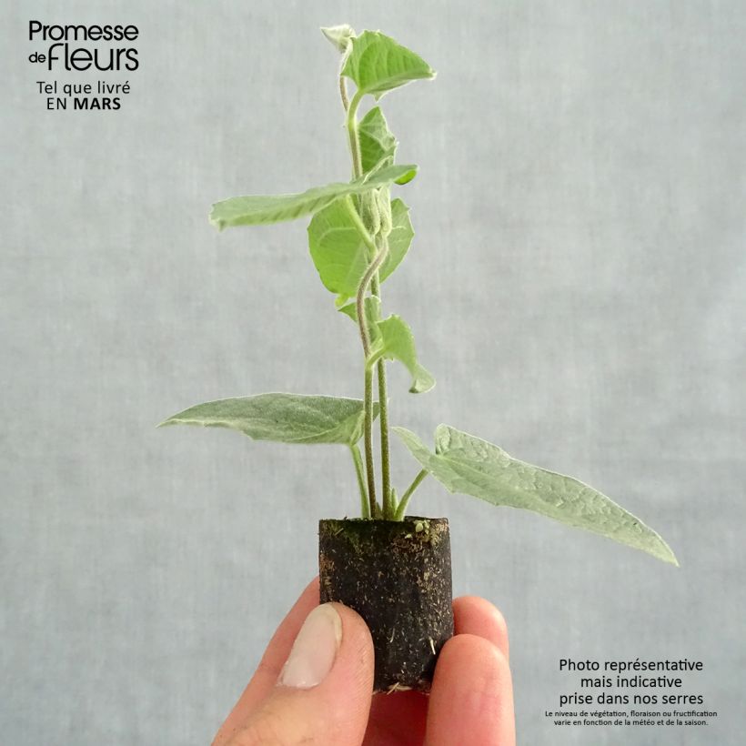 Exemplaar van Thunbergia alata Sunny Suzy Rose Sensation - Suzanne met de mooie ogen Mini-mot Ø 3/4 cm zoals geleverd in de lente