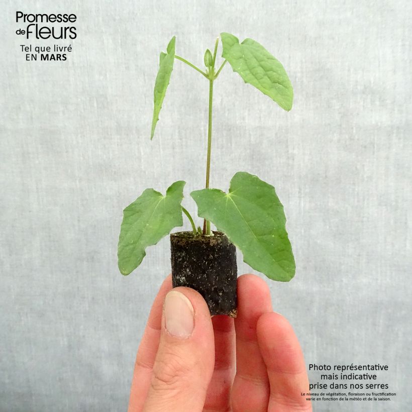 Exemplaar van Thunbergia alata - Suzanne-met-de-mooie-ogen Mini-mot Ø 3/4 cm zoals geleverd in de lente