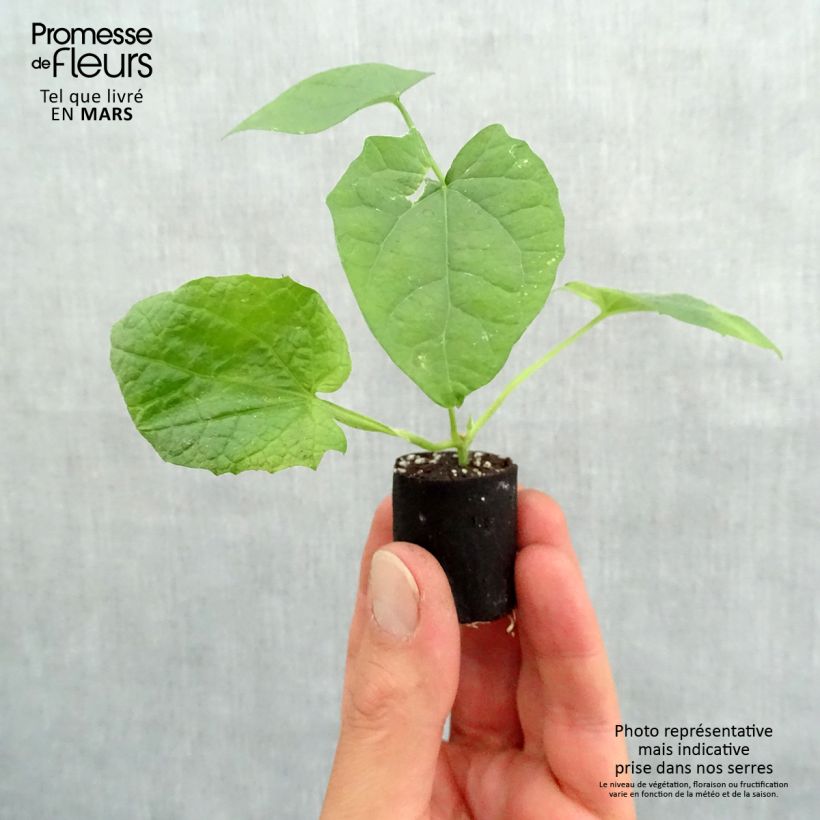 Exemplaar van Suzanne orange aux yeux noirs - Thunbergia alata zoals geleverd in de lente