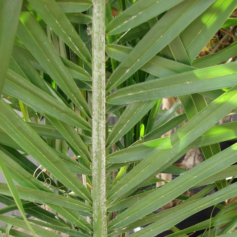 Syagrus romanzoffiana - Koninginnepalm (Blad)