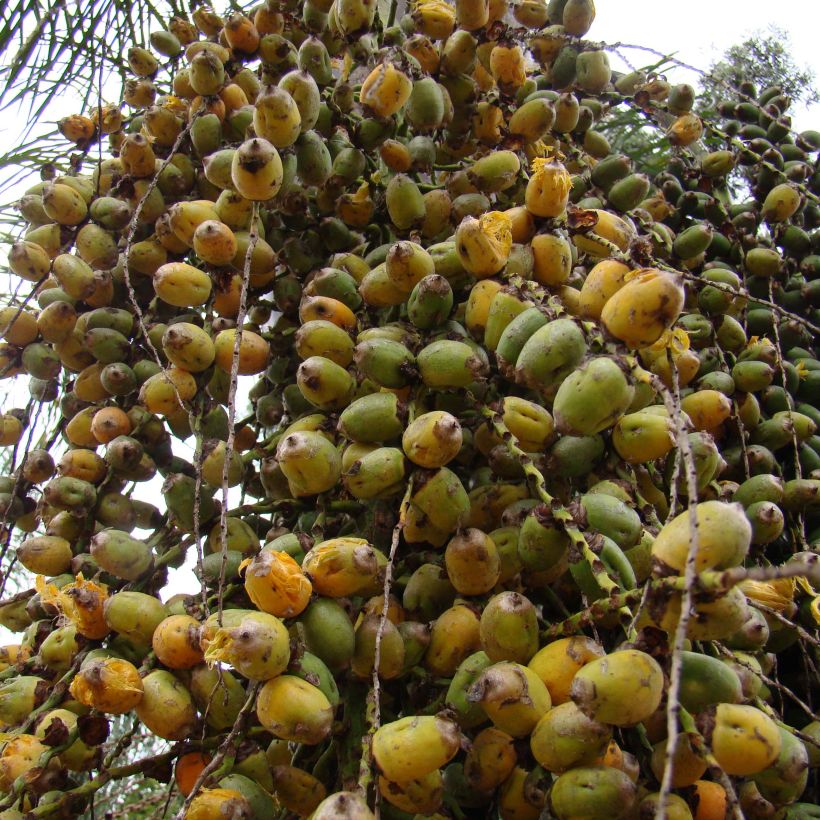 Syagrus romanzoffiana - Koninginnepalm (Oogst)