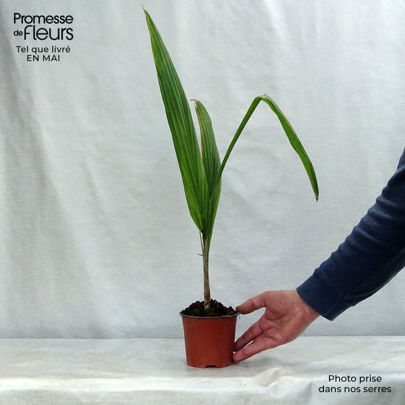 Exemplaar van Syagrus romanzoffiana - Koninginnepalm Pot van 12 cm / 13 cm zoals geleverd in de lente