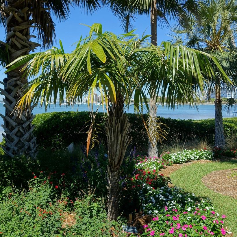 Syagrus schizophylla - Palmier van Brazilië (Plant habit)