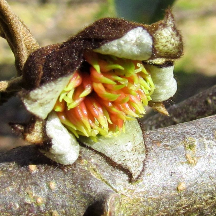 Sycoparrotia semidecidua (Bloei)