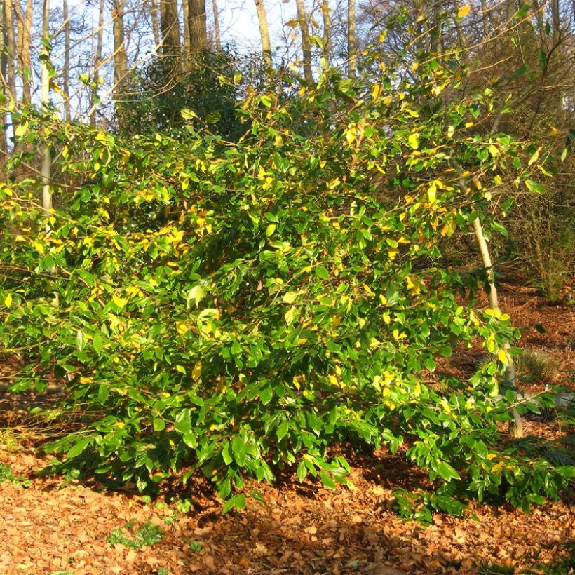 Sycoparrotia semidecidua (Groeiplaats)