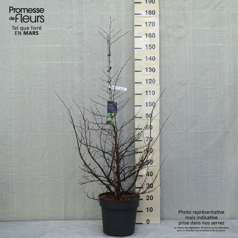 Exemplaar van Sycoparrotia semidecidua Purple Haze Pot van 12 l/15 l zoals geleverd in de winter