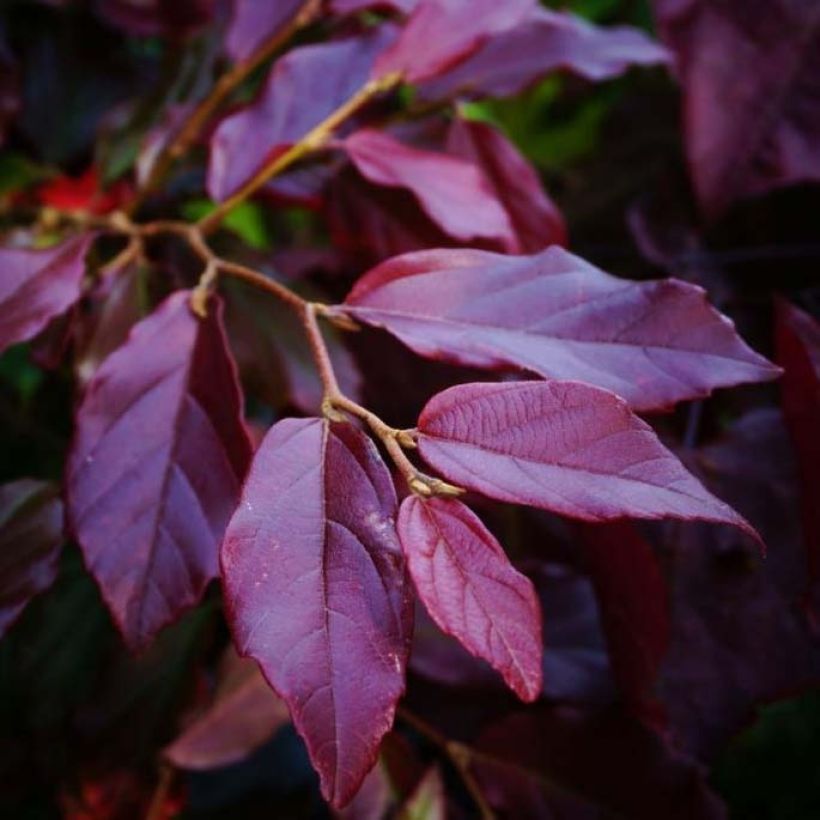 Sycoparrotia semidecidua Purple Haze (Blad)