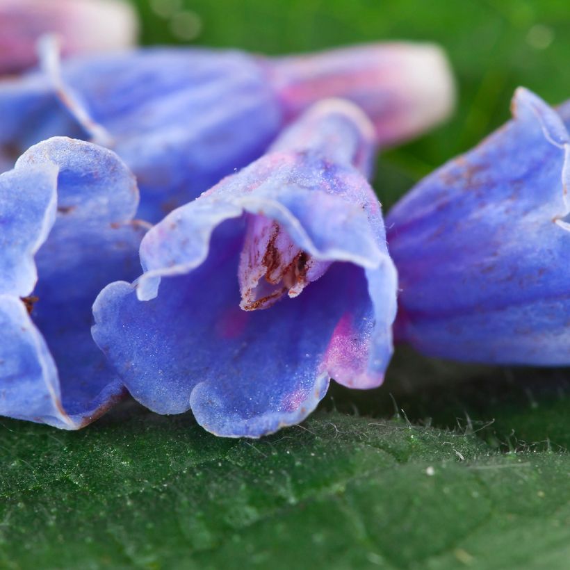 Symphytum Bocking 14 - Russische smeerwortel (Bloei)