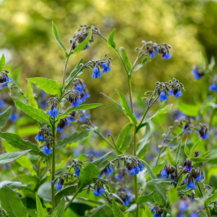 Symphytum Bocking 14 - Russische smeerwortel (Groeiplaats)