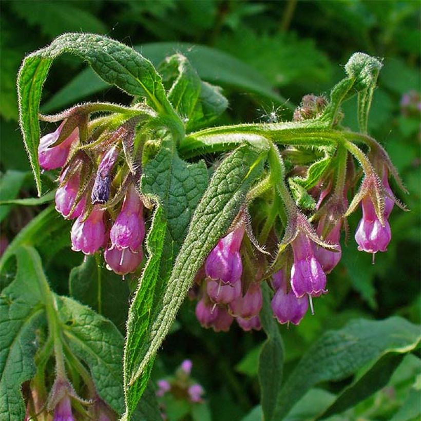 Gewone smeerwortel - Symphytum officinale (Bloei)