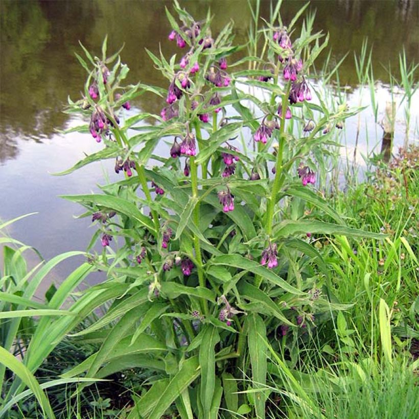 Gewone smeerwortel - Symphytum officinale (Groeiplaats)