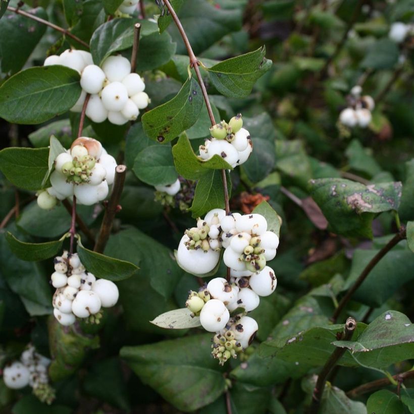 Symphoricarpos albus - Sneeuwbes (Blad)