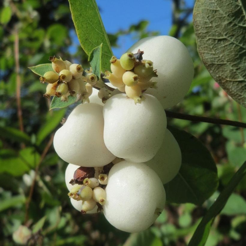 Symphoricarpos albus - Sneeuwbes (Oogst)