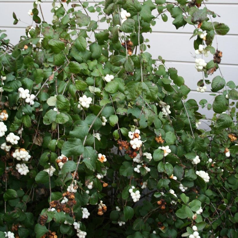 Symphoricarpos albus - Sneeuwbes (Groeiplaats)