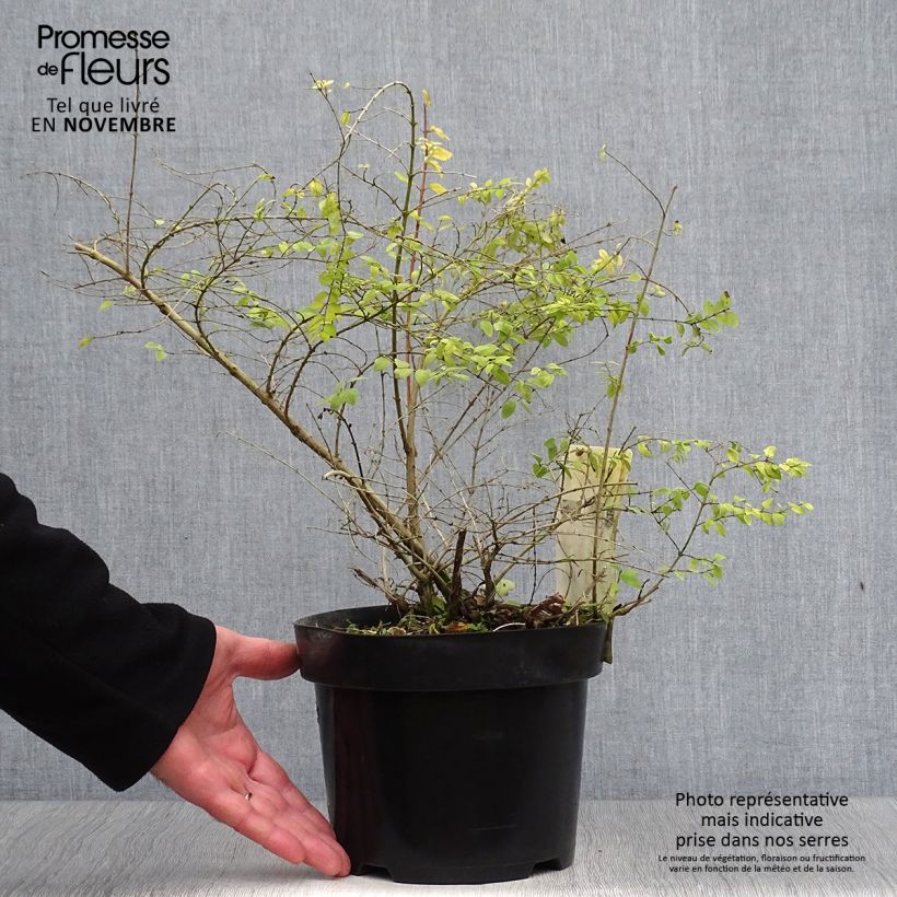 Exemplaar van Symphoricarpos chenaultii Brain de Soleil - Sneeuwbes Pot van 3 l/4 l zoals geleverd in de herfst