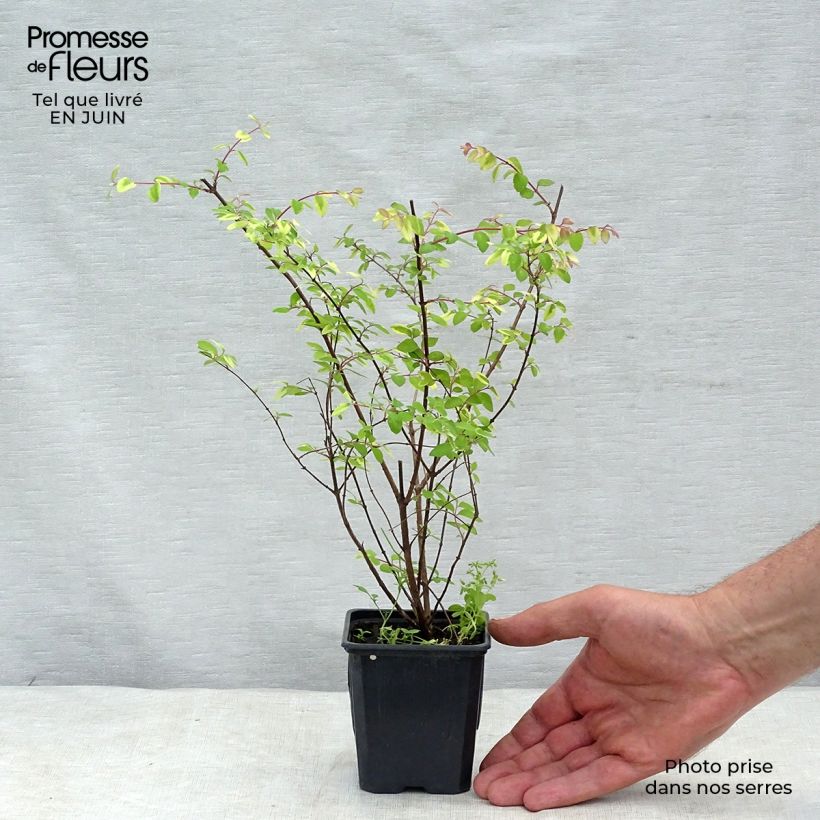 Exemplaar van Symphoricarpos chenaultii Hancock - Sneeuwbes Kweekpotje van 8/9 cm zoals geleverd in de zomer