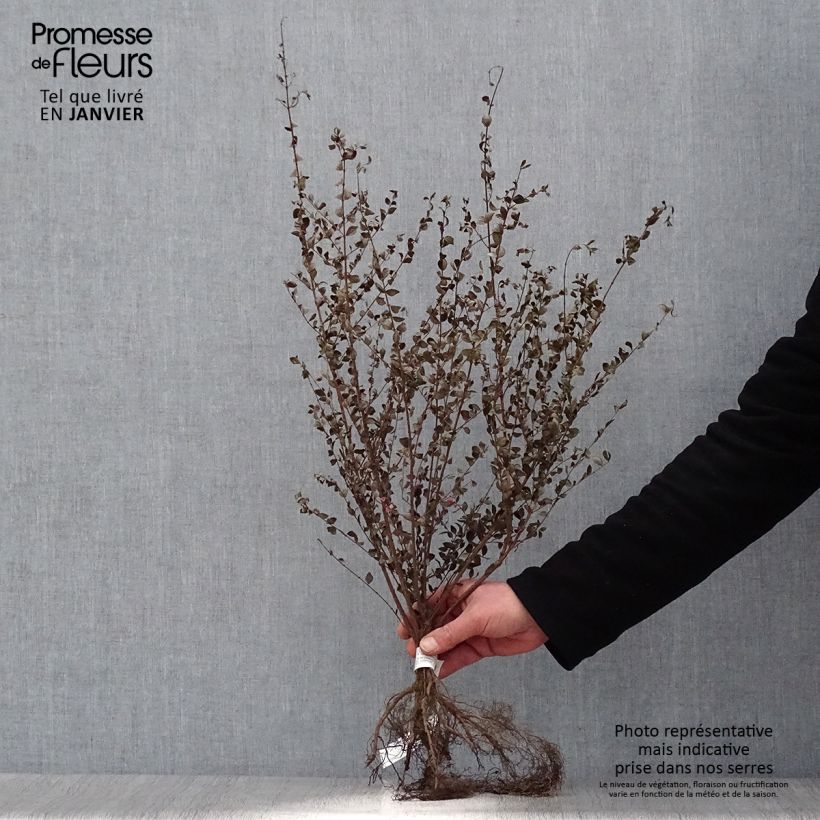 Exemplaar van Symphoricarpos chenaultii - Sneeuwbes Naakte wortel, Struik zoals geleverd in de winter