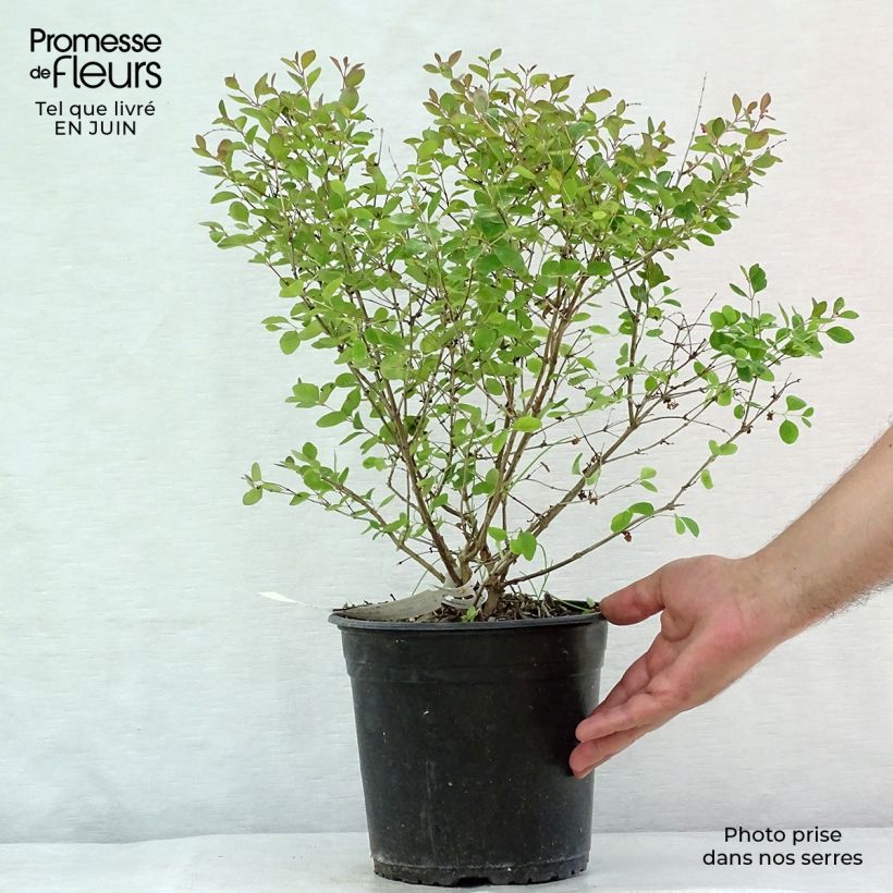 Exemplaar van Symphoricarpos doorenbosii Magical Galaxy - Sneeuwbes Pot van 3 l/4 l zoals geleverd in de zomer
