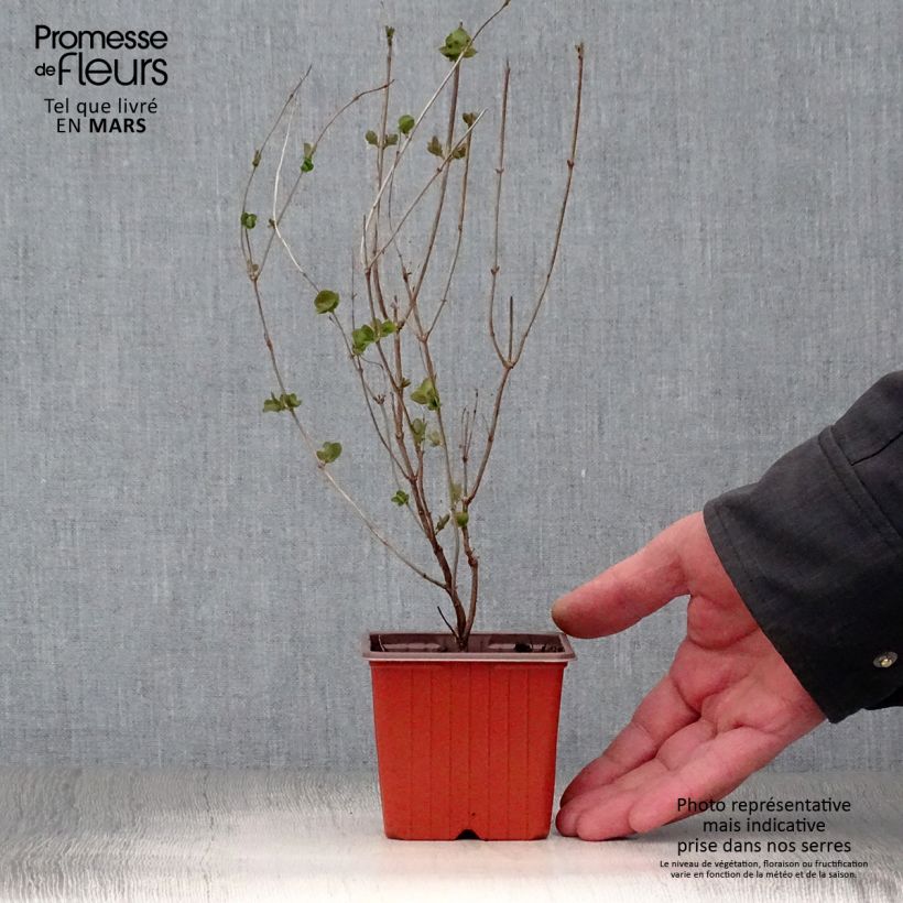 Exemplaar van Symphoricarpos doorenbosii Mother of Pearl - Sneeuwbes Kweekpotje van 8/9 cm zoals geleverd in de lente