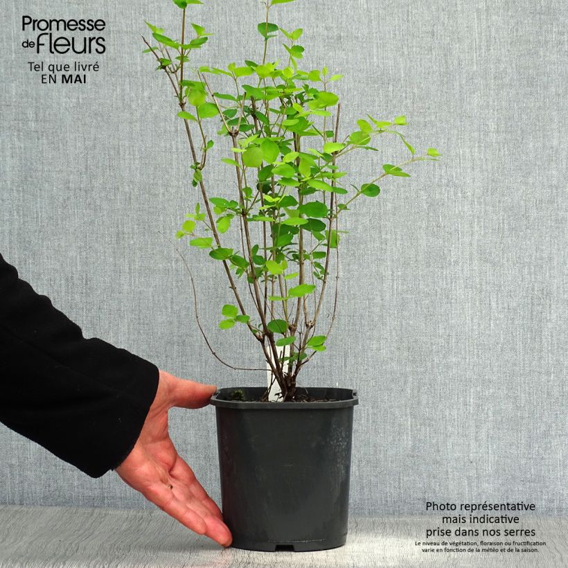 Exemplaar van Symphoricarpos doorenbosii Mother of Pearl - Sneeuwbes Pot van 2 l/3 l zoals geleverd in de lente