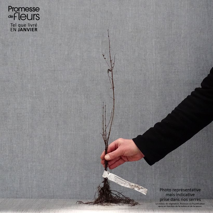 Exemplaar van Symphoricarpos doorenbosii Mother of Pearl - Sneeuwbes Naakte wortel, Struik zoals geleverd in de winter