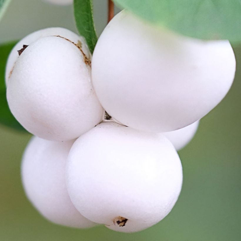 Symphoricarpos Arvid - Sneeuwbes (Oogst)