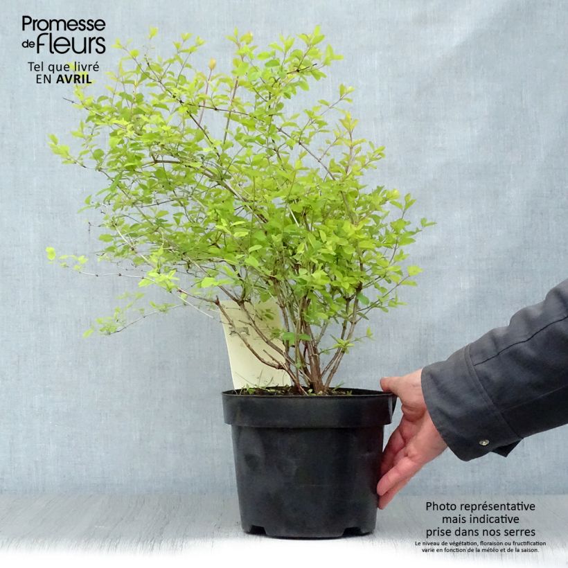 Example of Symphoricarpos doorenbosii Amethyst - Sneeuwbes Pot van 2 l/3 l as you get in printemps