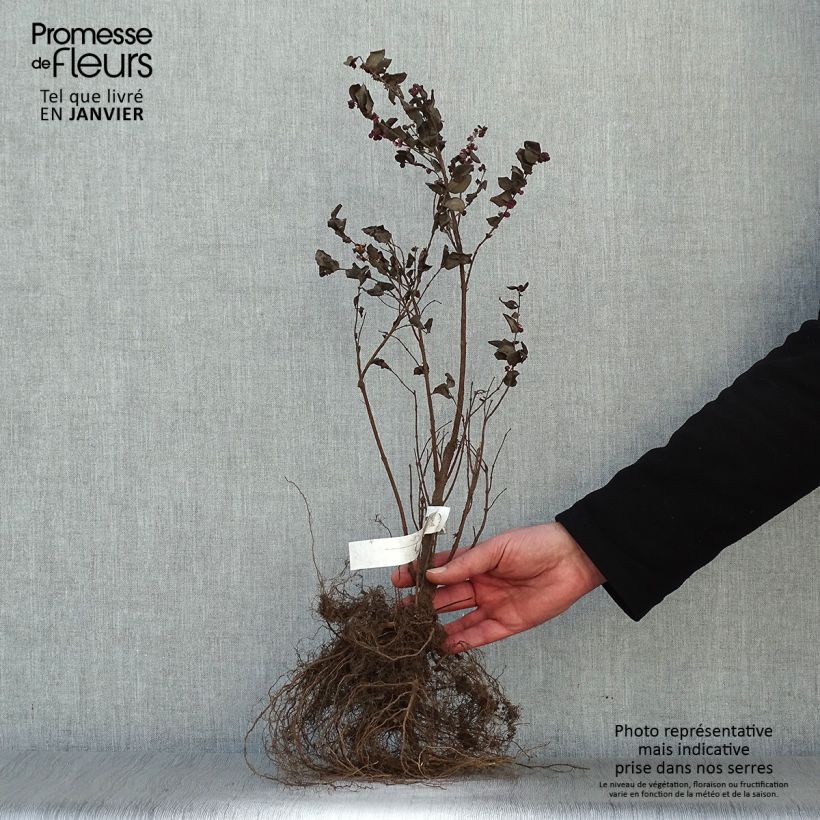 Example of Symphoricarpos doorenbosii Magic Berry - Sneeuwbes Naakte wortel, Struik as you get in hiver