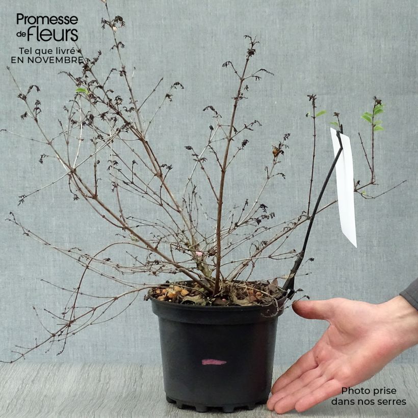 Exemplaar van Symphoricarpos doorenbosii Magical Candy - Sneeuwbes Pot van 2 l/3 l zoals geleverd in de herfst